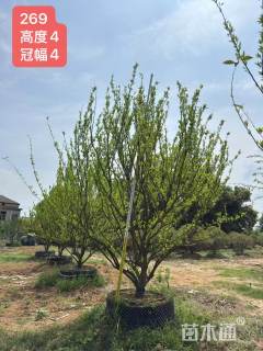 高度420厘米南丰蜜桔