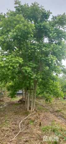 40公分丛生无患子