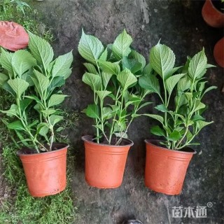 高度35厘米绣球