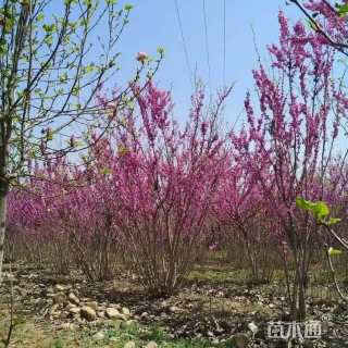 高度300厘米丛生紫荆