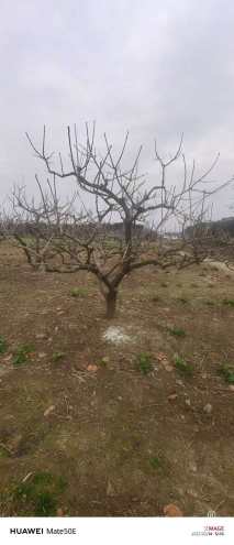 13公分龙爪柿子树