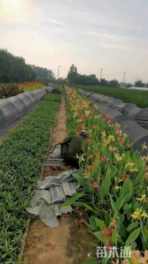 高度60厘米美人蕉