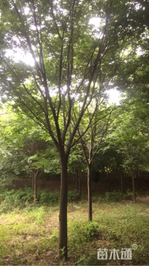 16公分红榉