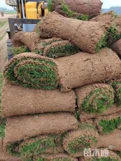 草卷状马尼拉草