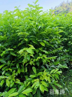 0.8公分乐昌含笑