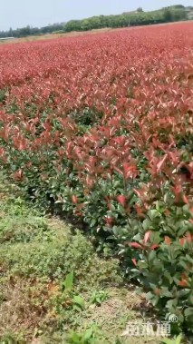 0.29公分红叶石楠