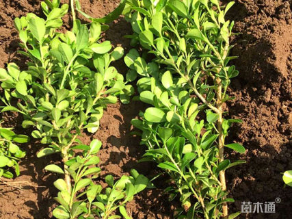 高度40厘米瓜子黄杨