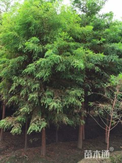 3公分北美落羽杉