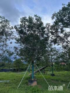 15公分黄花风铃木