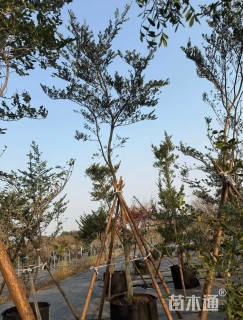 高度300厘米滨柃