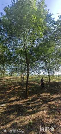 20公分朴树