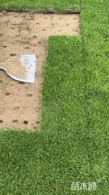 草块状中华结缕草