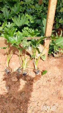 高度30厘米春羽