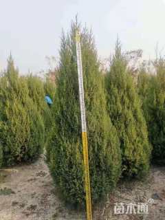 高度200厘米刺柏