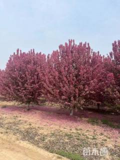 10公分绚丽海棠