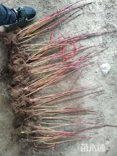 高度50厘米绣线菊