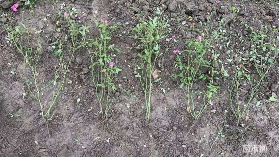 高度60厘米丰花月季