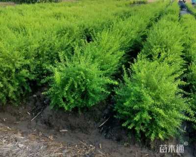 高度200厘米喷雪花