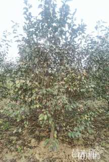 10公分红宝石海棠