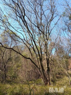 50公分(3杆)丛生黄连木