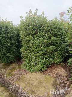 高度250厘米红叶石楠柱