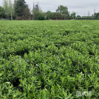 高度30厘米海桐