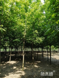 6公分金叶复叶槭