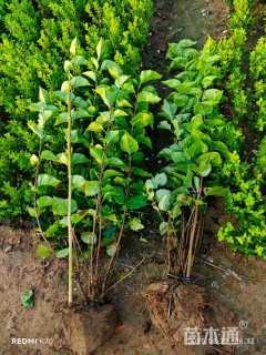 高度100厘米丛生丁香