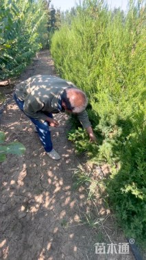 高度50厘米蜀桧柏