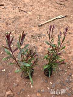 高度15厘米千鸟花