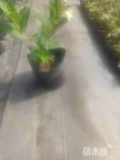 高度30厘米五彩锦带