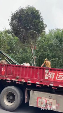 13公分高杆桂花