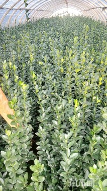 高度40厘米大叶黄杨