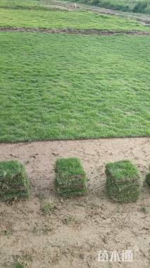 草卷状马尼拉草