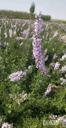 高度150厘米丁香