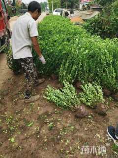 冠幅120厘米瓜子黄杨球