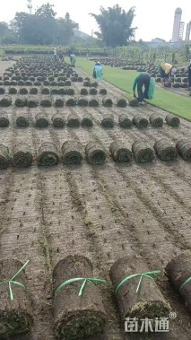 草卷状百慕大草