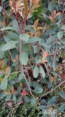 0.3公分红叶石楠