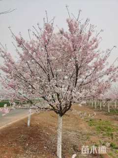 12公分江户彼岸樱