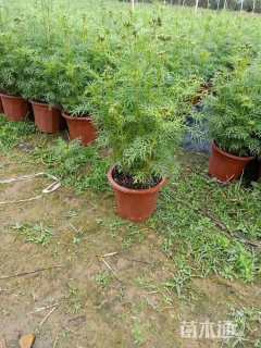 高度25厘米波斯菊