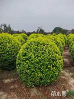 冠幅120厘米金叶女贞球