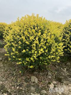 冠幅120厘米金禾女贞球