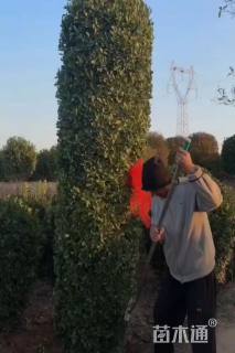 高度240厘米大叶黄杨柱