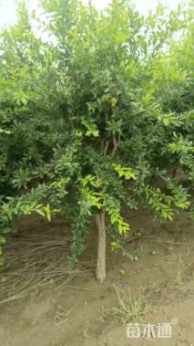 高度200厘米石榴