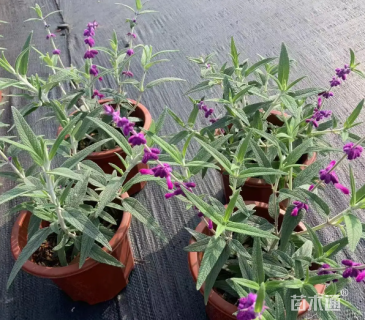 高度35厘米墨西哥鼠尾草