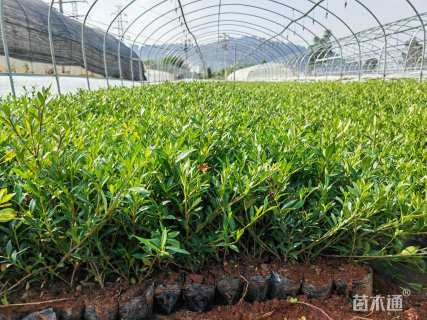 高度20厘米小叶栀子