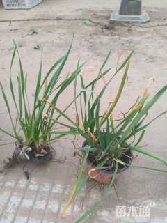 高度25厘米杜鹃