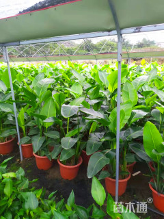 高度100厘米天堂鸟