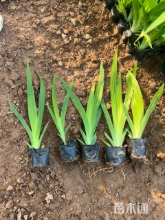 高度30厘米鸢尾