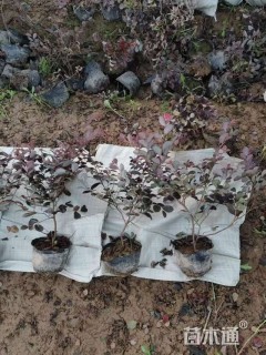 高度40厘米红花继木